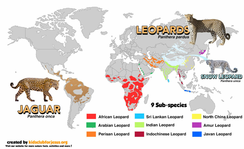 Nature Facts Leopard – Little Light Kids
