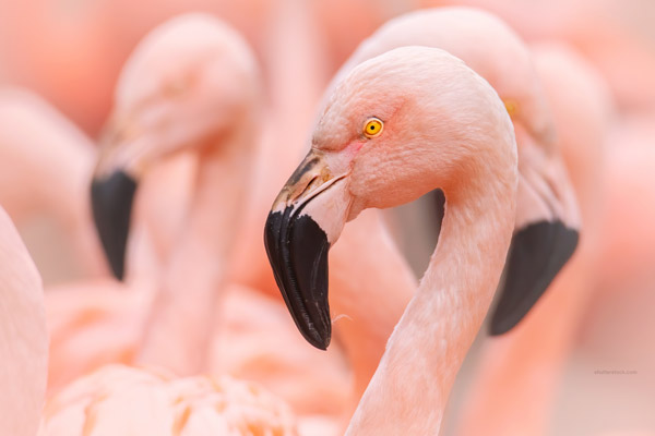 light-pink-flamingo